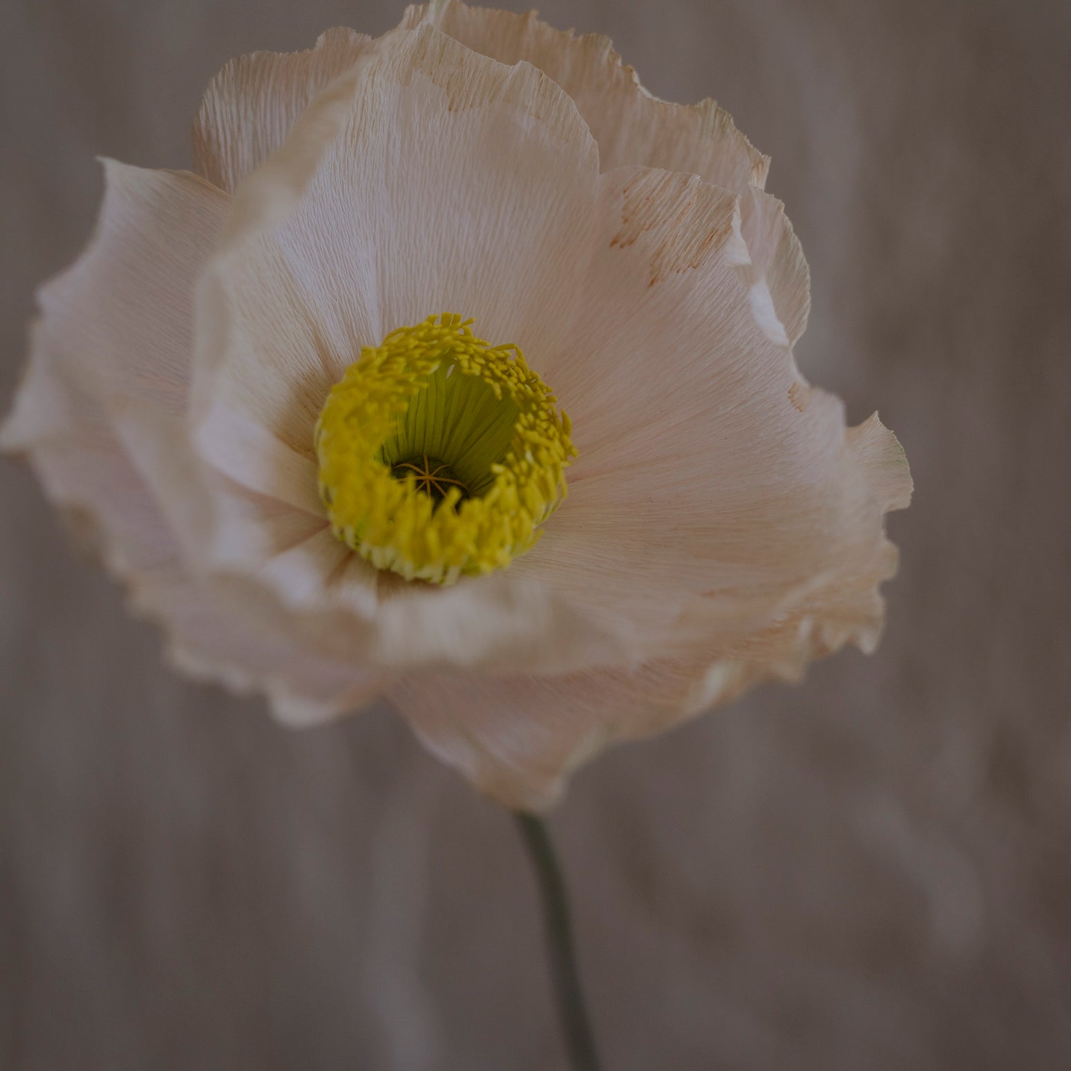 Poppy, Veldig lys fersken